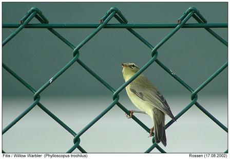 Сітка для огорожі ПВХ