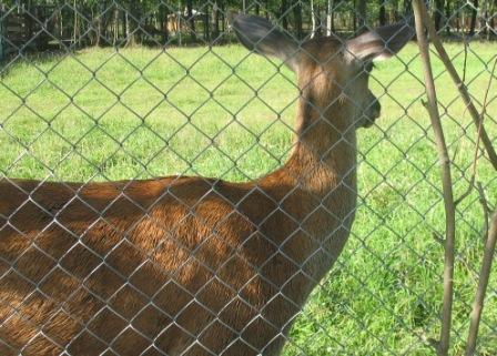 Сітка для огорожі оцинкована