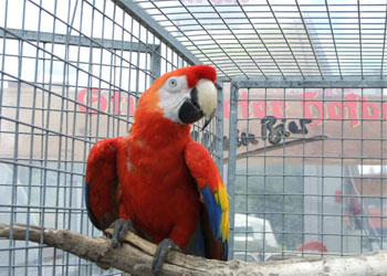 Сітка зварна